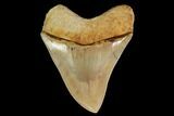Serrated, Fossil Megalodon Tooth - Indonesia #148149-1